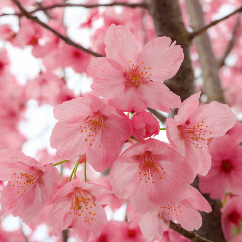 Painting Class: Cherry Blossoms