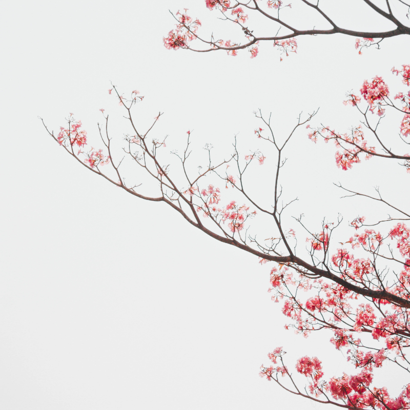 Painting Class: Cherry Blossoms