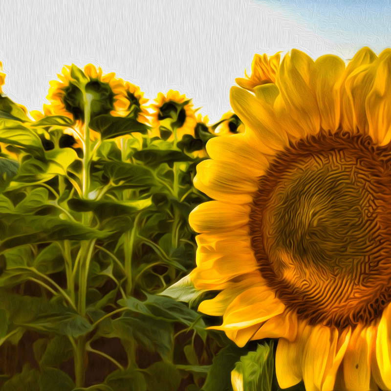 Public Class: Sunflower Painting